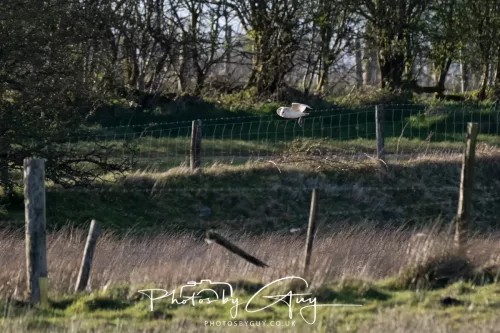 05 April 2026 - West Cumbria, Near Cleator Moor - Barn Owl in flight