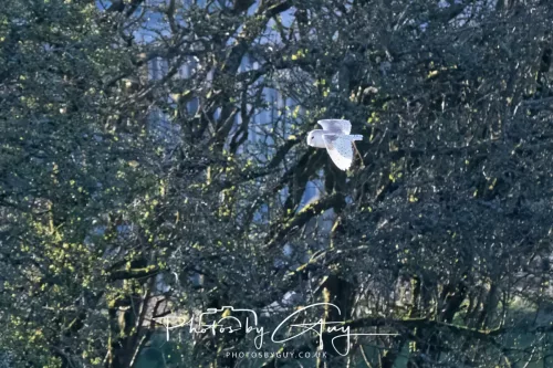 05 April 2026 - West Cumbria, Near Cleator Moor - Barn Owl in flight