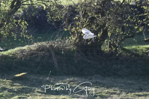 05 April 2026 - West Cumbria, Near Cleator Moor - Barn Owl in flight
