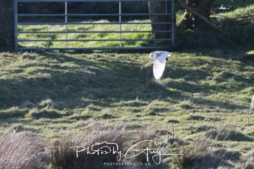 05 April 2026 - West Cumbria, Near Cleator Moor - Barn Owl in flight