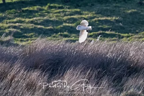 05 April 2026 - West Cumbria, Near Cleator Moor - Barn Owl in flight