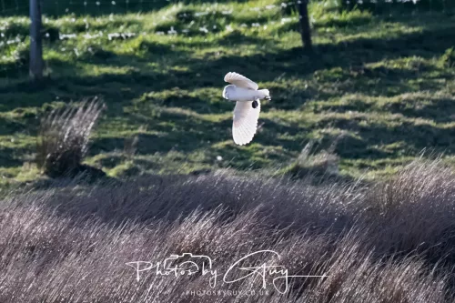 05 April 2026 - West Cumbria, Near Cleator Moor - Barn Owl in flight