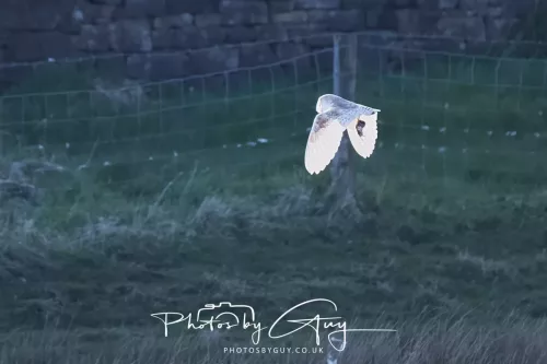 05 April 2026 - West Cumbria, Near Cleator Moor - Barn Owl in flight