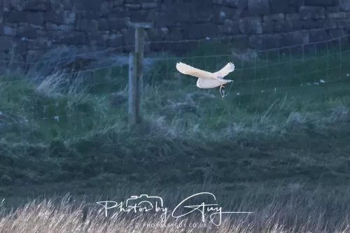 05 April 2026 - West Cumbria, Near Cleator Moor - Barn Owl in flight