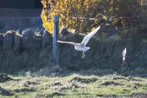 05 April 2026 - West Cumbria, Near Cleator Moor - Barn Owl in flight