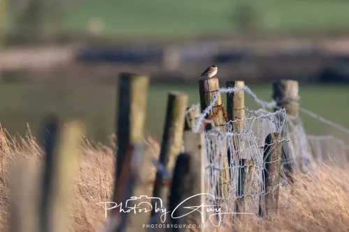 05 April 2026 - West Cumbria, Near Cleator Moor - Meadow Pipit on a post