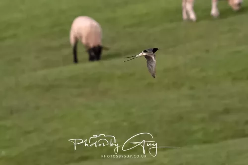 08 April 2026 - Parkside, West Cumbria - The first Swallow of the year