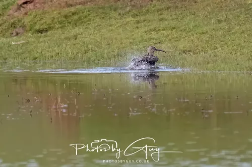 08 April 2026 - Parkside, West Cumbria - Curlew taking a bath in the pond