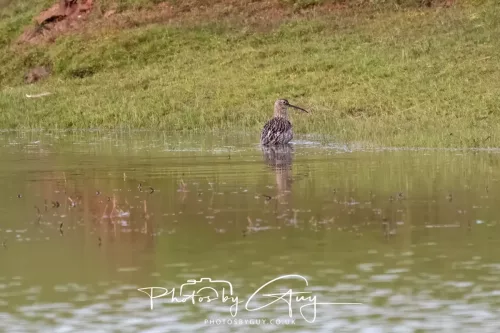 08 April 2026 - Parkside, West Cumbria - Curlew taking a bath in the pond