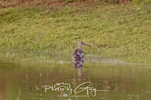 08 April 2026 - Parkside, West Cumbria - Curlew taking a bath in the pond