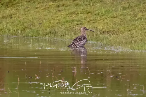08 April 2026 - Parkside, West Cumbria - Curlew taking a bath in the pond