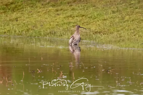 08 April 2026 - Parkside, West Cumbria - Curlew taking a bath in the pond