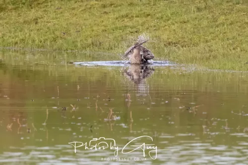 08 April 2026 - Parkside, West Cumbria - Curlew taking a bath in the pond
