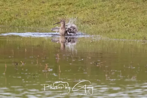 08 April 2026 - Parkside, West Cumbria - Curlew taking a bath in the pond