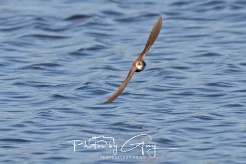 09 April 2026 - West Cumbria, Near Cleator Moor -Sand Martin in flight