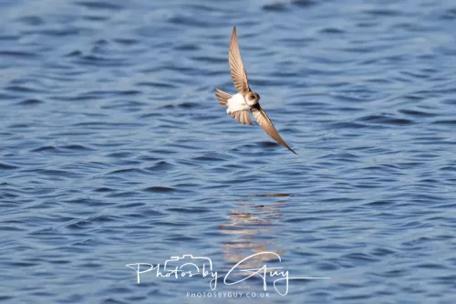 09 April 2026 - West Cumbria, Near Cleator Moor -Sand Martin in flight