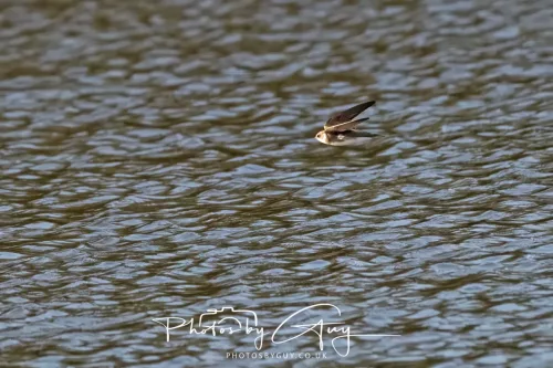 09 April 2026 - West Cumbria, Near Cleator Moor -Sand Martin in flight