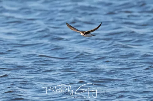 09 April 2026 - West Cumbria, Near Cleator Moor -Sand Martin in flight