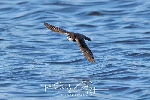 09 April 2026 - West Cumbria, Near Cleator Moor -Sand Martin in flight