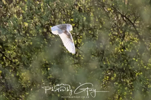 09 April 2026 - West Cumbria, Near Cleator Moor - Barn Owl in the trees