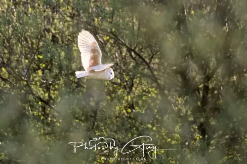 09 April 2026 - West Cumbria, Near Cleator Moor - Barn Owl in the trees