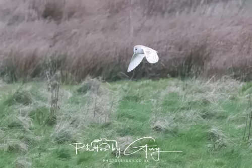 16 April 2026- Near to Frizington, West Cumbria - Barn Owl hunting at dusk