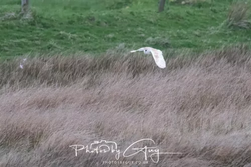 16 April 2026- Near to Frizington, West Cumbria - Barn Owl hunting at dusk