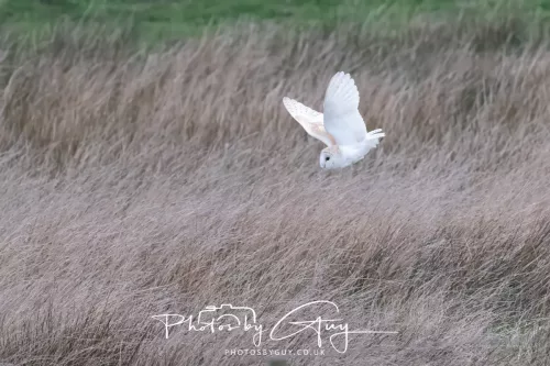 16 April 2026- Near to Frizington, West Cumbria - Barn Owl hunting at dusk