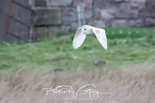 16 April 2026- Near to Frizington, West Cumbria - Barn Owl hunting at dusk