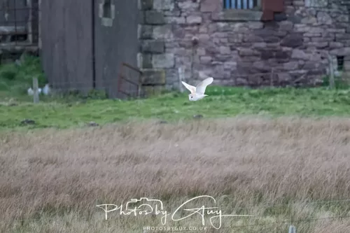 16 April 2026- Near to Frizington, West Cumbria - Barn Owl hunting at dusk