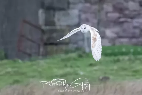 16 April 2026- Near to Frizington, West Cumbria - Barn Owl hunting at dusk