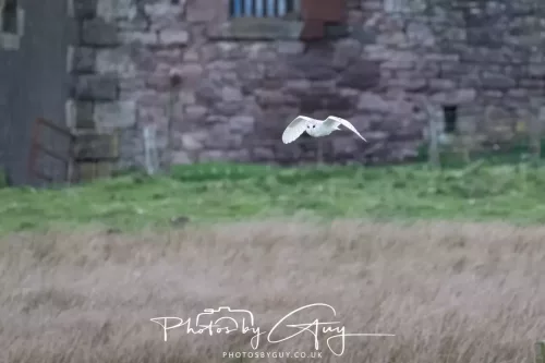 16 April 2026- Near to Frizington, West Cumbria - Barn Owl hunting at dusk