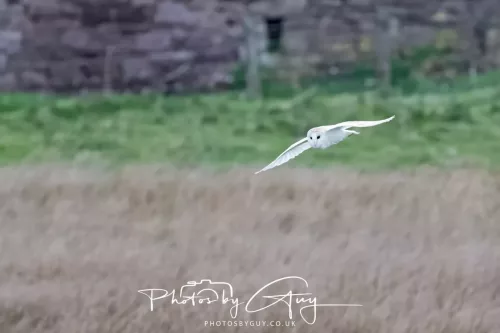 16 April 2026- Near to Frizington, West Cumbria - Barn Owl hunting at dusk