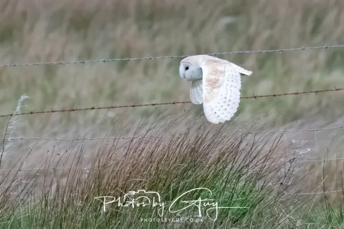 16 April 2026- Near to Frizington, West Cumbria - Barn Owl hunting at dusk
