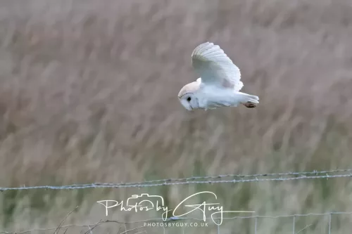 16 April 2026- Near to Frizington, West Cumbria - Barn Owl hunting at dusk