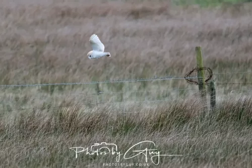 16 April 2026- Near to Frizington, West Cumbria - Barn Owl hunting at dusk