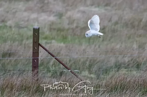 16 April 2026- Near to Frizington, West Cumbria - Barn Owl hunting at dusk
