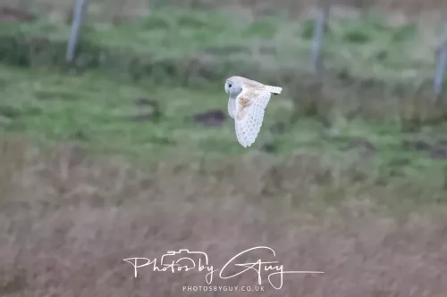 16 April 2026- Near to Frizington, West Cumbria - Barn Owl hunting at dusk