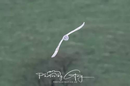 16 April 2026- Near to Frizington, West Cumbria - Barn Owl hunting at dusk