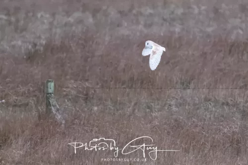 16 April 2026- Near to Frizington, West Cumbria - Barn Owl hunting at dusk
