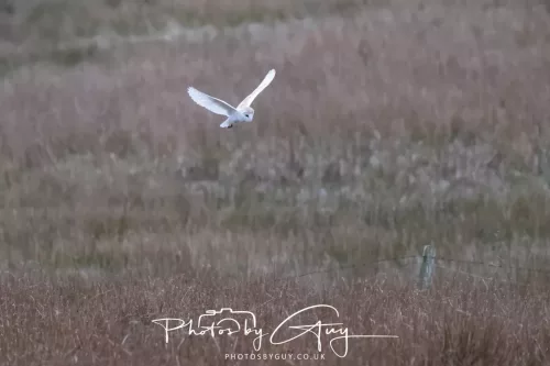 16 April 2026- Near to Frizington, West Cumbria - Barn Owl hunting at dusk