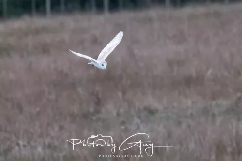 16 April 2026- Near to Frizington, West Cumbria - Barn Owl hunting at dusk