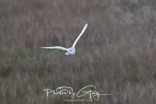 16 April 2026- Near to Frizington, West Cumbria - Barn Owl hunting at dusk