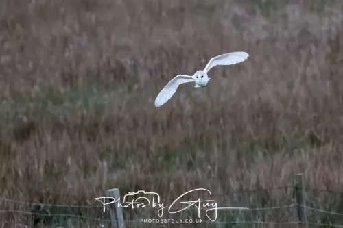 16 April 2026- Near to Frizington, West Cumbria - Barn Owl hunting at dusk