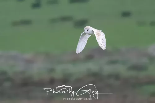 16 April 2026- Near to Frizington, West Cumbria - Barn Owl hunting at dusk