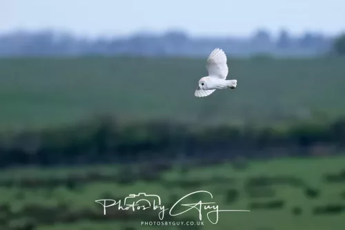 16 April 2026- Near to Frizington, West Cumbria - Barn Owl hunting at dusk