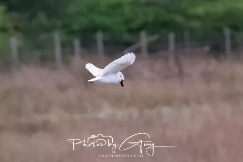 16 April 2026- Near to Frizington, West Cumbria - Barn Owl hunting at dusk
