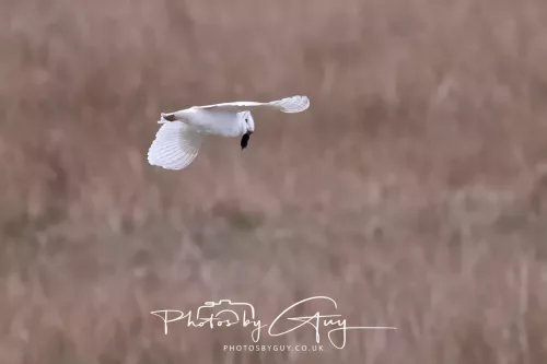 16 April 2026- Near to Frizington, West Cumbria - Barn Owl hunting at dusk