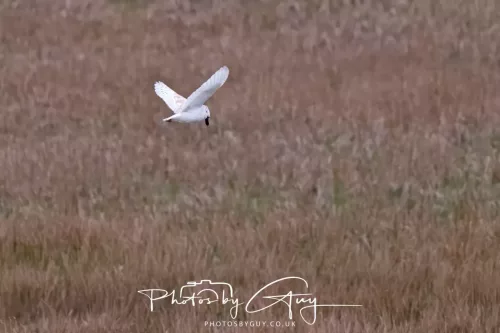16 April 2026- Near to Frizington, West Cumbria - Barn Owl hunting at dusk
