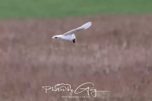 16 April 2026- Near to Frizington, West Cumbria - Barn Owl hunting at dusk